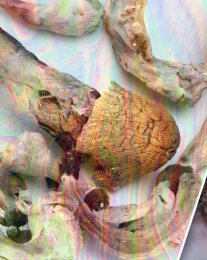 Doctors investigate after woman, 41, ‘cures agonizing long-Covid with magic mushrooms & MDMA’